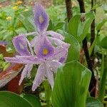 Pontederia crassipes Blüte