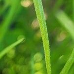 Plantago afra Blatt