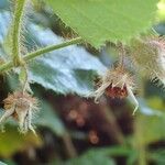 Rubus tricolor Other