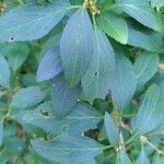 Forsythia suspensaFolha