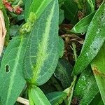 Alysicarpus glumaceus Leaf