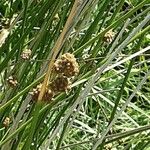 Scirpoides holoschoenus Flower