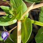 Lysimachia monelli Leaf