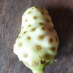 Morinda citrifolia Fruit