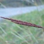 Bothriochloa ischaemum Frutto