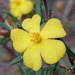 Hibbertia linearisBlüte