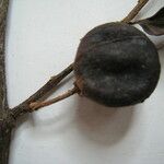 Casearia decandra Otro