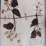 Clematis buchananiana Otro