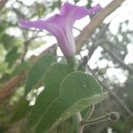 Ipomoea rubens Цвят