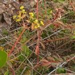 Euphorbia clementei Цветок