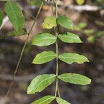 Zanthoxylum chalybeum पत्ता
