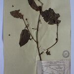 Terminalia anogeissiana Sonstige