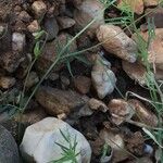 Vicia parviflora Blad