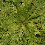 Selaginella pallescens Агульны выгляд