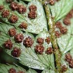 Polystichum transvaalense Leaf