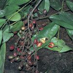 Connarus erianthus Fruit