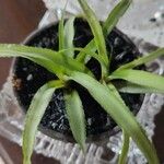 Aechmea recurvata Folha