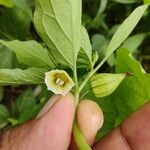 Physalis angulata Fruchs