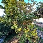 Acer carpinifolium Habitat