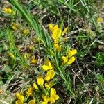 Cytisus decumbens 花