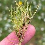 Poa bulbosa Fula