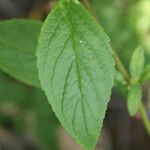 Matourea azurea Leaf