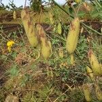 Crotalaria laburnifolia Fruit