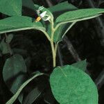 Solanum velutinum 形态