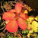 Rubus koehleri Blad