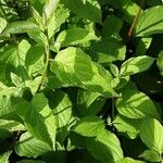 Cornus sanguinea Blatt