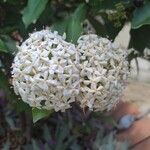 Ixora finlaysoniana Flower