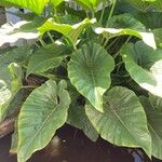 Alocasia macrorrhizos Blad