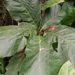 Mitragyna stipulosa Blatt