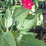Jatropha integerrima Leaf