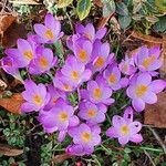 Crocus tommasinianus अन्य