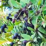 Acokanthera oblongifolia Φρούτο