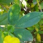 Jasminum mesnyi Leaf