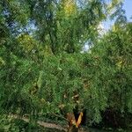 Torreya californica Hoja
