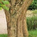 Acer buergerianum Schors