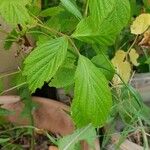 Rubus idaeus Leaf