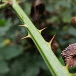 Rubus fruticosusBark