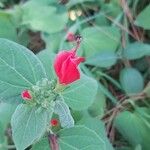 Malvaviscus arboreus Habit