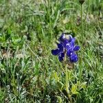 Lupinus subcarnosus Flower