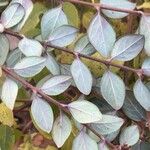 Symphoricarpos orbiculatus Folio