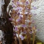 Orobanche minor Hábito