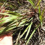 Eragrostis paniciformis Leaf