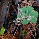 Scoliopus bigelovii Květ