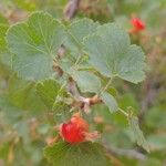 Ribes cereum Plod