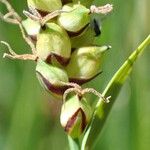 Carex panicea Frucht