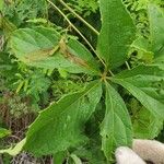 Ampelocissus multistriata Листок